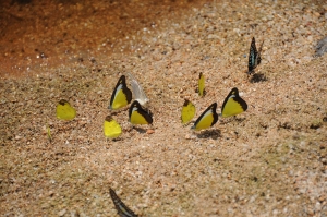 Butterflies, Lake Kenyir, Malaysia