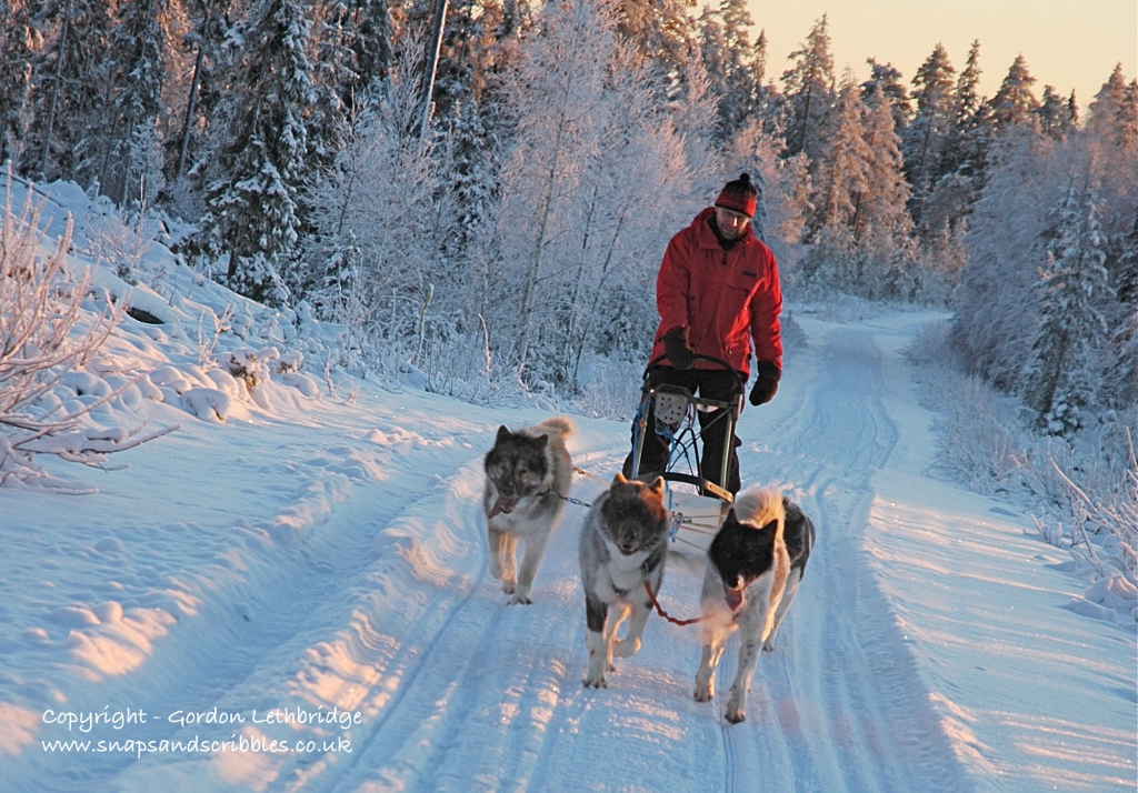Dog sledging in Finland