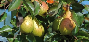 Wachau orchards