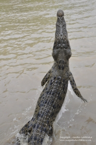 Crocodile jumping