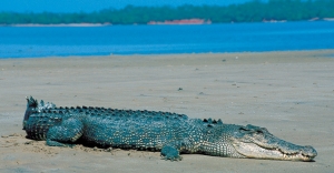 crocodile - beach