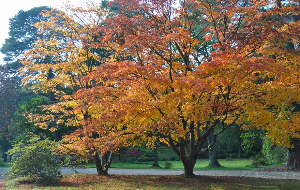 Autumn visit to Exbury Gardens | Travel Unpacked