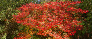Autumn colours at RHS Rosemoor North Devon