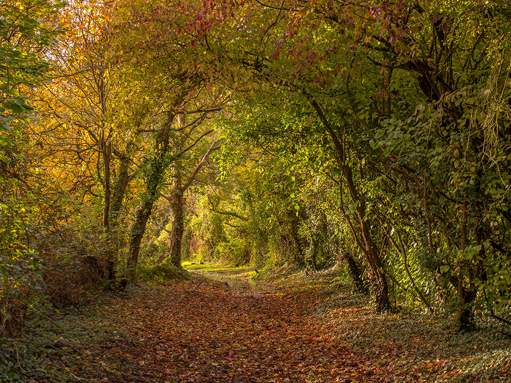 Autumn colour path through a wooded valley covered in leaves North Devon
