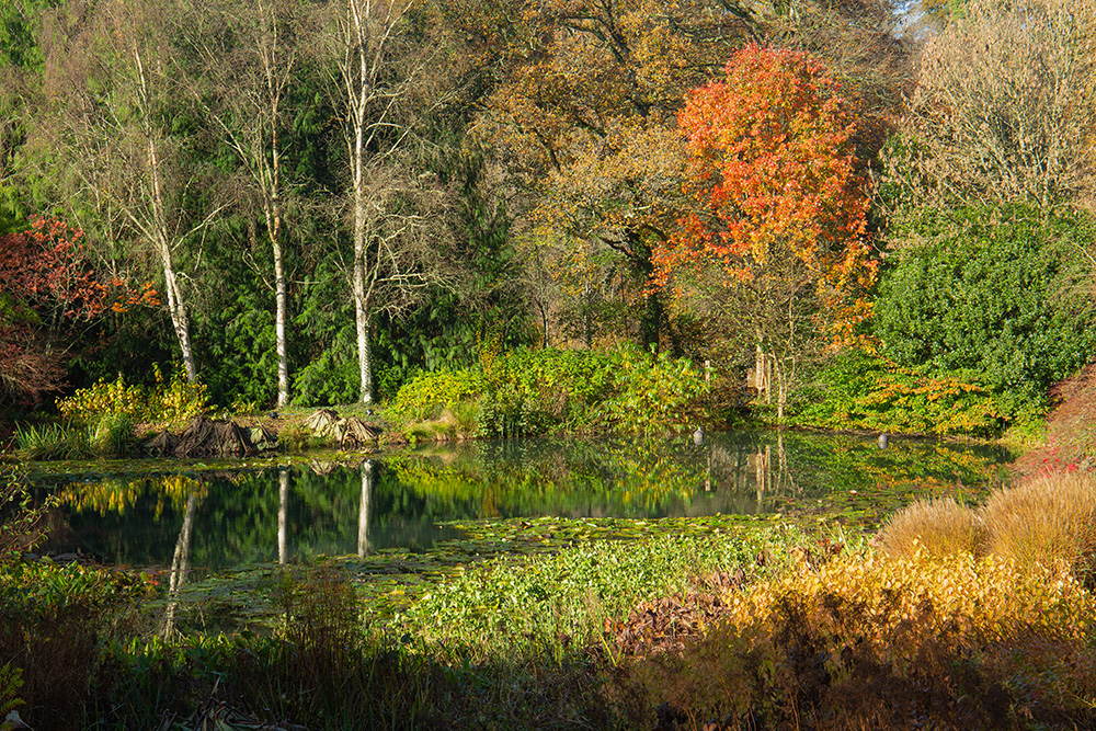 Autumn colours North Devon RHS Rosemoor