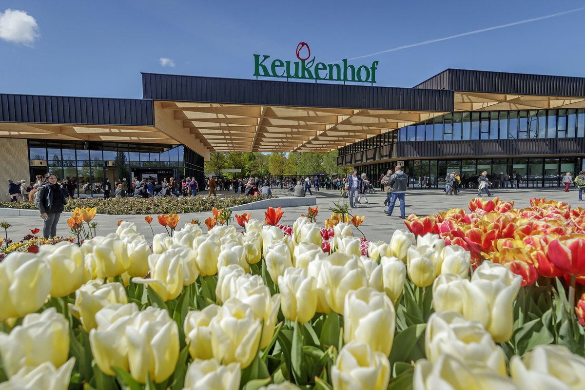 Tulips inside the entrance to Keukenhof