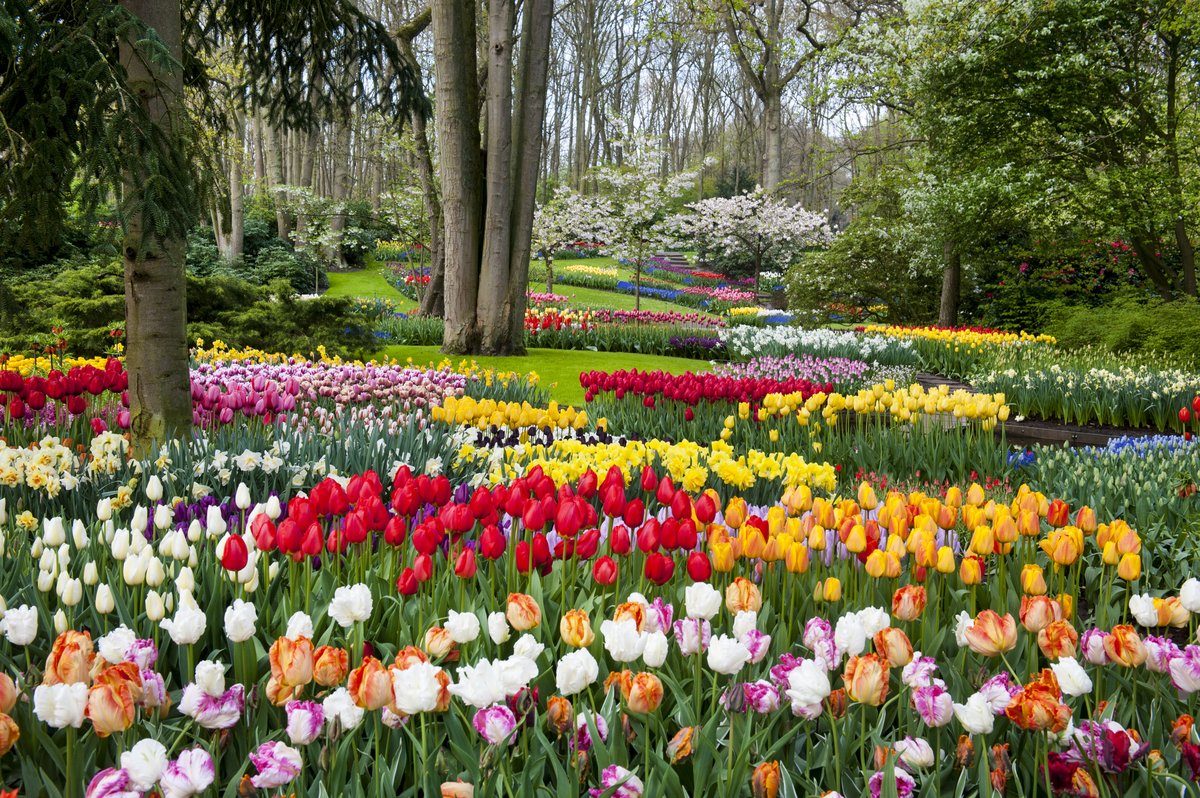 Masses of tulips in the gardens of Keukenhof