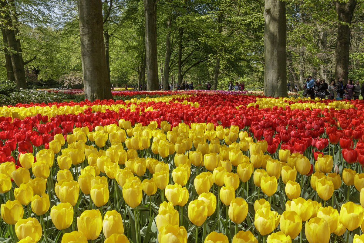 Red and yellow tulip bed in the gardens at Keukenhof