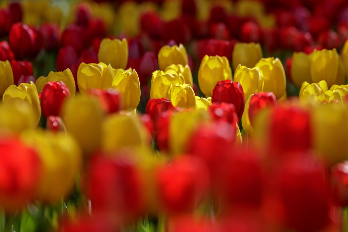 Close up of tulips in the gardens at Keukenhf