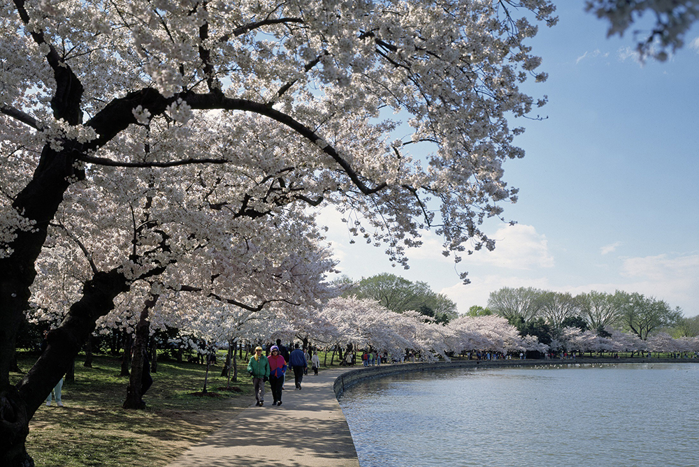 Cherry trees flowering next to the Tidal Basin in Washington DC