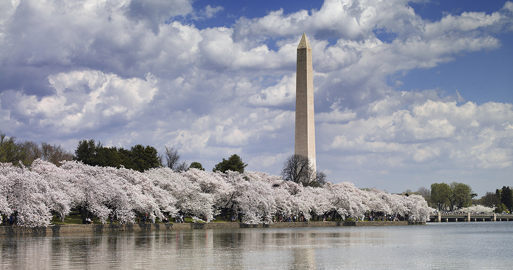 Washington Memorial and cherry blossom