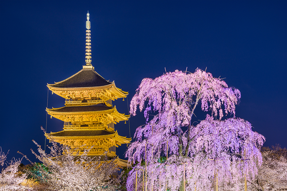 Toji Pagoda, Kyoto at night with an illuminated cherry tree in full bloom