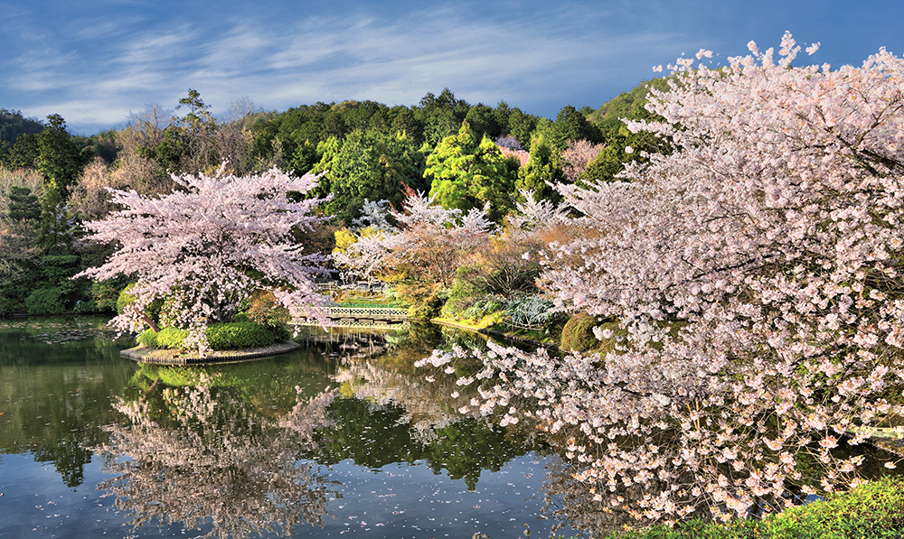 Cherry blossoms in Ryoanji Temple Gardens, Kyoto