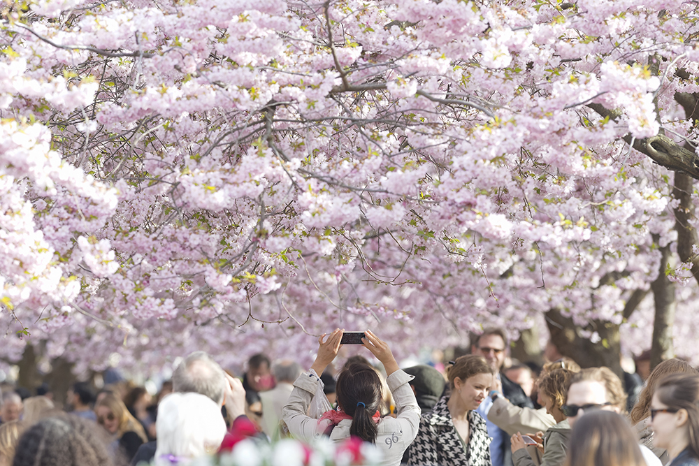 Cherry trees blooming in Kungstradgarden in Stockholm, Sweden