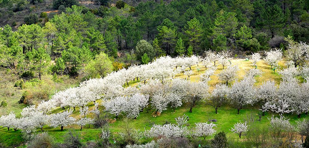 Cherry blossom in the Jerte Valley, Spain.