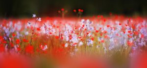 Where in the World - featured image, red flowers