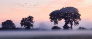 Where in the World 427 featured image trees in the mist