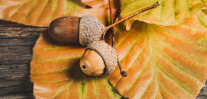 Where in the World 425 featured image autumn