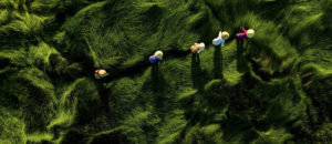 Where in the World 445 featured image drone shot of women in rice field