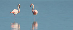 Where in the World 447 featured image flamingoes in lake