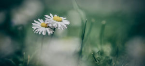 Where in the World 454 featured image daisy