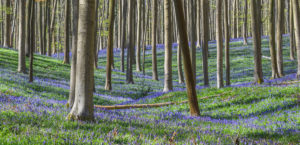 Where in the World 456 featured image bluebell wood
