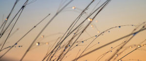 Where in the World 460 featured image grass