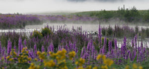 Where in the World 462 featured image flower and mist scene