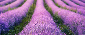 Where in the World 466 lavender field4