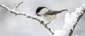 Where in the World 488 featured image bird on a branch snow