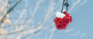 Where in the World 493 red berries and snow