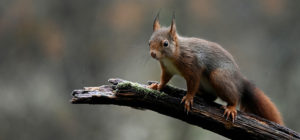 Where in the World 492 Featured image red squirrel