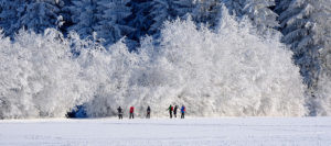 Where in the World 491 featured image forests snow scene