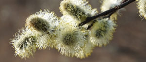 Where in the World 495 featured image willow spring
