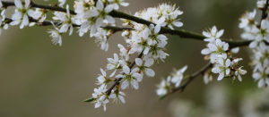 Where in the World 498 featured image hawthorn flowers