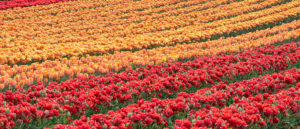 Where in the World 499 tulip field