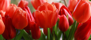 Where in the World 496 red tulips featured image