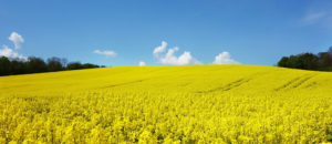 Where in the World 501 featured image field of rape