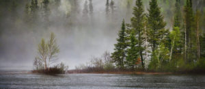 Where in the World 509 featured image forest in the mist