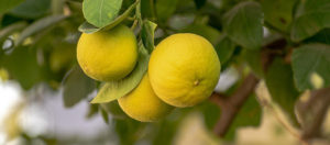 Where in the World 512 featured image lemons