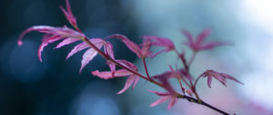 Where in the World 510 leaves on a twig