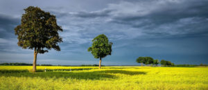 Where in the World 515 featured image trees