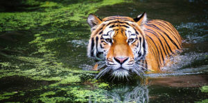 Where in the World 518 tiger in water