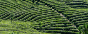 Where in the World 532 featured image tea plantation