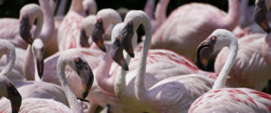 Where in the World 542 featured image flamingoes