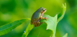 Where in the World 547 featured image green tree frog on leaf