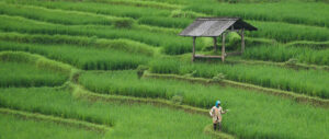 Where in the World 557 rice paddy field