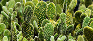 Where in the World 591 featured image cacti