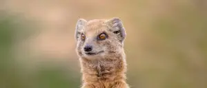Where in the World 599 featured image meerkat