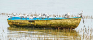 Where in the World 606 old boat with roosting gulls featured image